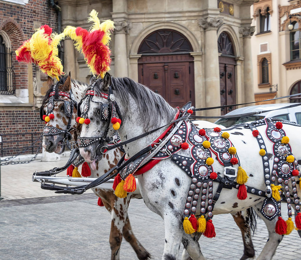 Horse carriages at main square in Krakow, Poland - Photo, Image