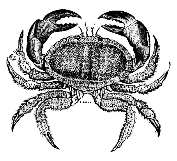 Gâteau de crabe, illustration gravée vintage. Histoire naturelle des animaux, 1880
 - Vecteur, image