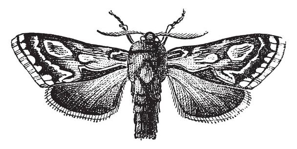 Pine Beauty Moth est le nom commun de trachée piniperda, dessin de ligne vintage ou illustration de gravure
. - Vecteur, image