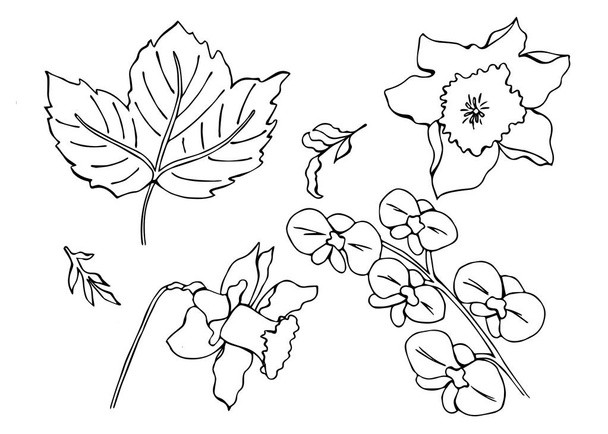 Set of modern flowers. Elements of design in doodle style. Hand drawn flowers - Vecteur, image