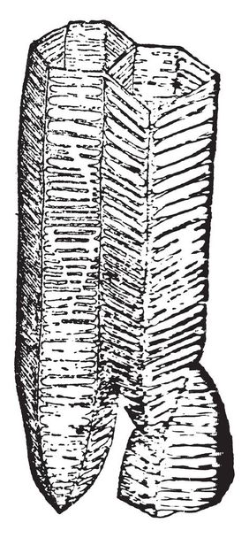 Uma foto da Tree Fern e é como uma escada. samambaias de árvore estão crescendo lentamente, desenho de linha vintage ou gravura ilustração
. - Vetor, Imagem