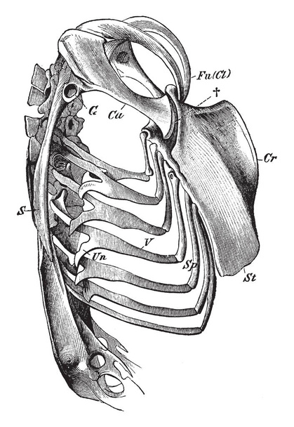 胸骨、ビンテージの線描画や彫刻イラストとともに関節を形成するファルコンの幹の骨格. - ベクター画像
