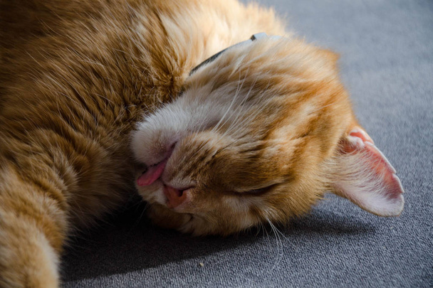 Artur kočka - ospalý - Fotografie, Obrázek