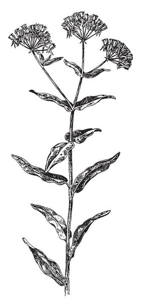 Asclepias tuberosa se conoce como mariposa hierba. La planta crece de dos a tres pies de altura y las hojas son alternas, dibujo de línea vintage o ilustración de grabado
. - Vector, imagen
