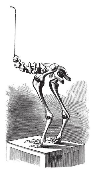 Moa-Skelett, in dem sich ein riesiger flugunfähiger Vogel befindet, der einst in Neuseeland beheimatet war, Vintage-Linienzeichnung oder Gravierillustration. - Vektor, Bild