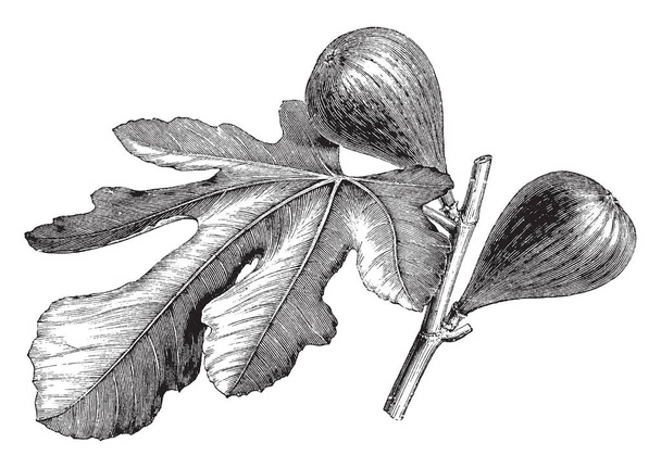 Esto es higuera. La higuera es un árbol que produce frutos. El cultivo de higos se remonta a la antigüedad, dibujo de líneas vintage o ilustración de grabado
. - Vector, imagen