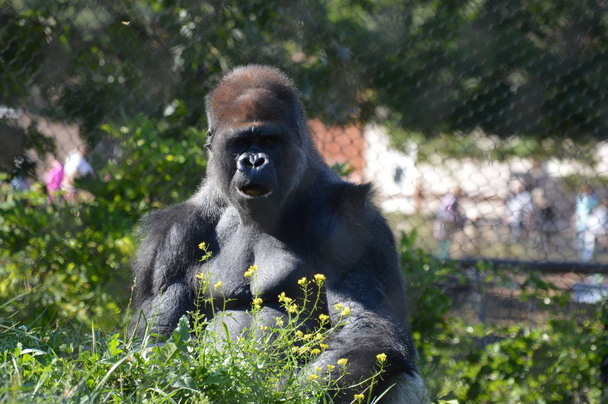 Gorila de las tierras bajas occidentales al aire libre
 - Foto, imagen