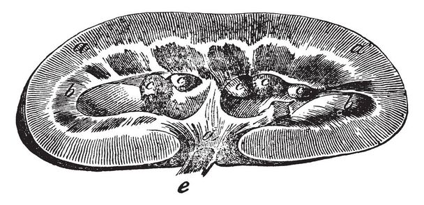Diese Illustration stellt die Niere eines Schweins dar, Vintage-Linienzeichnung oder Gravierillustration. - Vektor, Bild