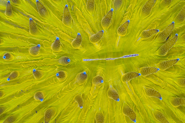 deska korálů - Fotografie, Obrázek