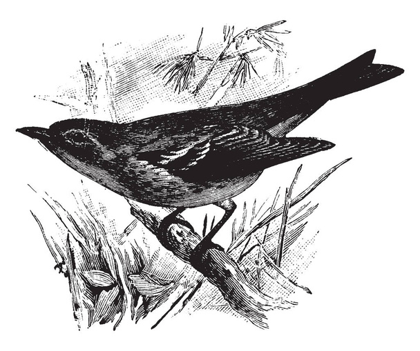 Pine Warbler tem cerca de 6 iches de comprimento, desenho de linha vintage ou gravura ilustração
. - Vetor, Imagem