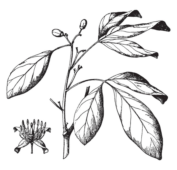 Tento obrázek ukazuje větev Balsamocitrus Paniculata s mnoha sub větve. Má listy a dva pupeny. Listy jsou oválné. To také ukazuje, rozkvetlých květin, vintage kreslení čar nebo gravírování obrázku. - Vektor, obrázek