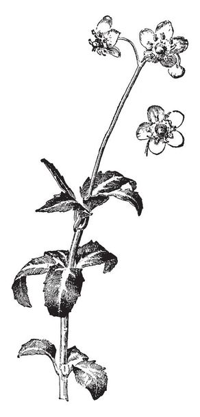 L'image montre une plante de Chimaphila Maculata également connue sous le nom de pipsissewa. Il a des fleurs blanches. Les tiges émergent des rhizomes rampants. Il y a deux à cinq fleurs par tige, dessin à la ligne vintage ou illustration de gravure
. - Vecteur, image
