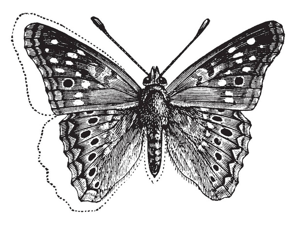 Eyed keizer nachtvlinder is een werkelijk spectaculaire insect, vintage lijntekening of gravure illustratie. - Vector, afbeelding