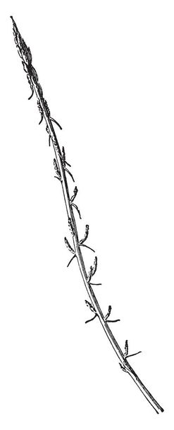 Картина съемки спаржи Sprengeri, который не является настоящим папоротником, но член семьи лилии, рисунок винтажной линии или гравировка иллюстрации
. - Вектор,изображение