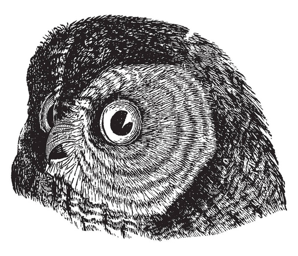 This image represents Barred Owl, vintage line drawing or engraving illustration. - ベクター画像