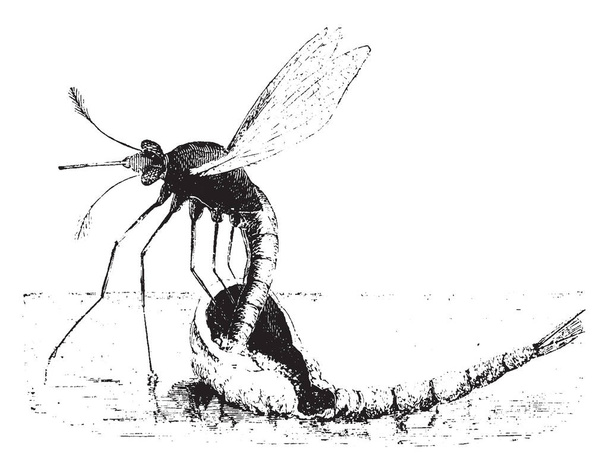 Mosquito es un mosquito pequeño como moscas que constituyen la familia Culicidae, trazado de líneas vintage o ilustración de grabado
. - Vector, imagen