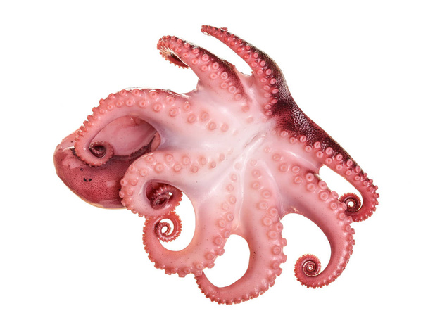 Small octopus isolated on white background. Close up - Zdjęcie, obraz