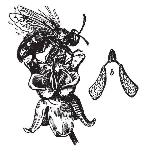 Ten obraz pokazuje pyłki kwiatów milkweed. Te pyłki są zwykle w parach, vintage rysowania linii lub Grawerowanie ilustracja. - Wektor, obraz