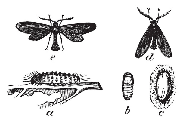 Acoloithus is a genus of moths belonging to the family Zygnid, vintage line drawing or engraving illustration. - Vector, Image