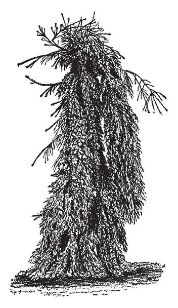 El abeto noruego llorón es un árbol llorón más resistente, funciona bien para crear un punto focal en regiones más frías. Las ramas de estos árboles caen hacia abajo. Se encuentra básicamente en Europa, dibujo de líneas vintage o ilustración de grabado
. - Vector, imagen
