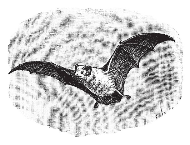 Northern Ghost Bat is a species of bat belonging to the Emballonuridae family of sheathtailed bats, vintage line drawing or engraving illustration. - Vektör, Görsel
