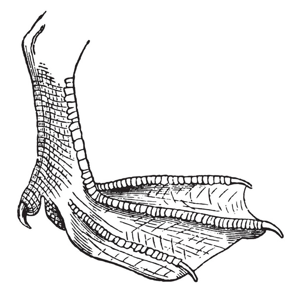 Перепончатая нога, винтажная гравированная иллюстрация. Естественная история животных, 1880
 - Вектор,изображение