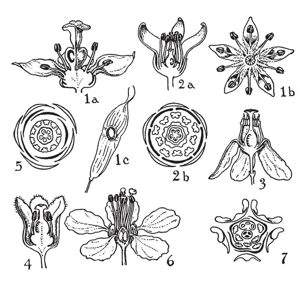 Die Abbildung zeigt die verschiedenen Stadien der Blume & es ist so geordnet, der erste ist ailanthus, der zweite ist bursera, der dritte ist swietenia, der vierte ist cedrela, der fünfte ist melia, der sechste ist & der siebte ist malpighia, Vintage-Linienzeichnung oder Gravierillustration. - Vektor, Bild