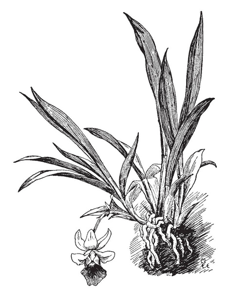 Obrázek ukazuje, Warscewiczella barvu. Je to druh orchidejí a původem z Jižní Ameriky, vintage kreslení čar nebo gravírování obrázku. - Vektor, obrázek