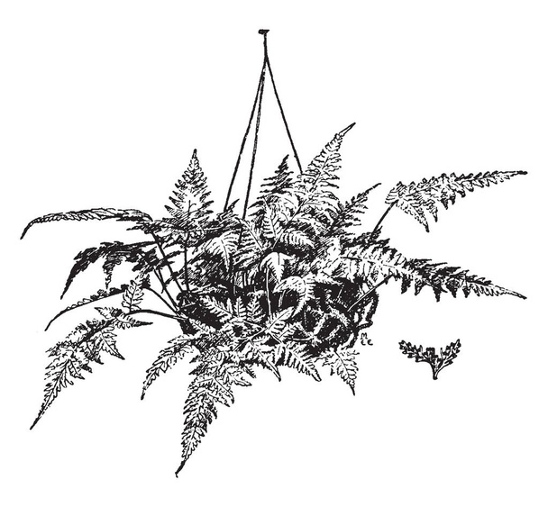 Questa è l'immagine di Davallia Bullata e questa pianta cresce facilmente in un cesto o pentola, disegno a linee vintage o illustrazione incisione
. - Vettoriali, immagini