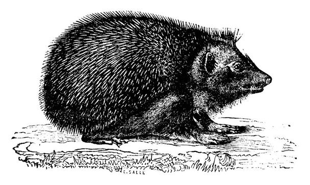 Igel, Vintage gravierte Illustration. Naturgeschichte der Tiere, 1880 - Vektor, Bild