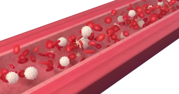 3D-s animáció a véráramba, vörösvérsejt fehérvérsejt és vérlemezke - Felvétel, videó