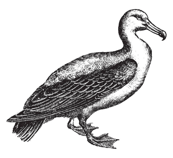 Albatros, de la famille des Diomedeidae, grands oiseaux marins alliés aux procellariidés, dessin à la ligne vintage ou illustration par gravure
. - Vecteur, image