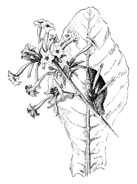 Nicotiana sylvestris zarif, uzun, beyaz trompet çiçekler, vintage çizgi çizme veya oyma illüstrasyon bir uzun boylu, görkemli, tütün bitkidir. - Vektör, Görsel