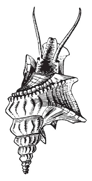 Tuit Shell is een geslacht van gatropods met effuse kanaal zoals lip stekels, vintage lijntekening of gravure illustratie. - Vector, afbeelding