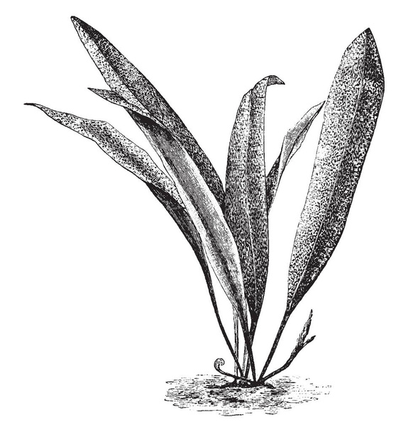 Obrázek ukazuje Velká rostlina osladič Angustatum s zeleno bílé listy, který dosáhne až na jednu nohu do výšky, vintage kreslení čar nebo gravírování obrázku. - Vektor, obrázek