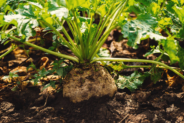 Close up of sugar beet in field, ripe root crop is ready for harvesting - Fotó, kép