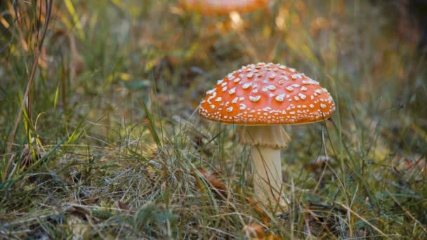 amanita muscaria or fungus in green grass. wild northern toadstool. - Footage, Video
