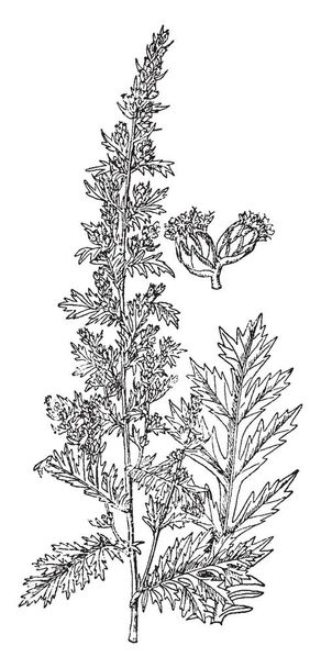 Artemisia Pontica is evergreen or deciduous plant. It is known as Roman wormwood, vintage line drawing or engraving illustration. - Vector, Imagen