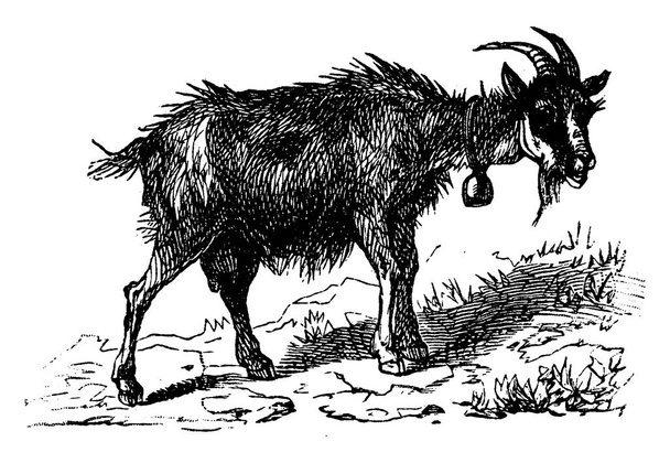 Chèvre, illustration gravée vintage. La Vie dans la nature, 1890
. - Vecteur, image