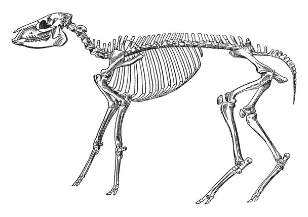 Скелет mesohippus bairdi-це вимерлий рід раннього коня і він жив близько 30-40 мільйонів років тому від середнього еоцену, vintage штриховий малюнок або ілюстрація гравіювання. - Вектор, зображення