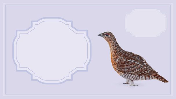female capercaillie in lilac tones card background - Foto, afbeelding