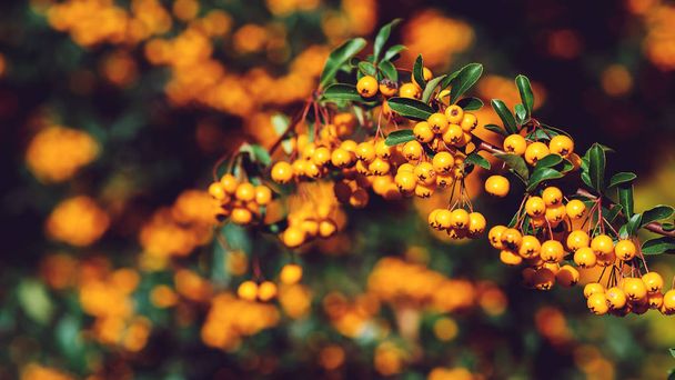 ピラカンサ ベリーの木秋の時間で。オレンジ色の漿果を持つ、カラフルな自然の背景 - 写真・画像