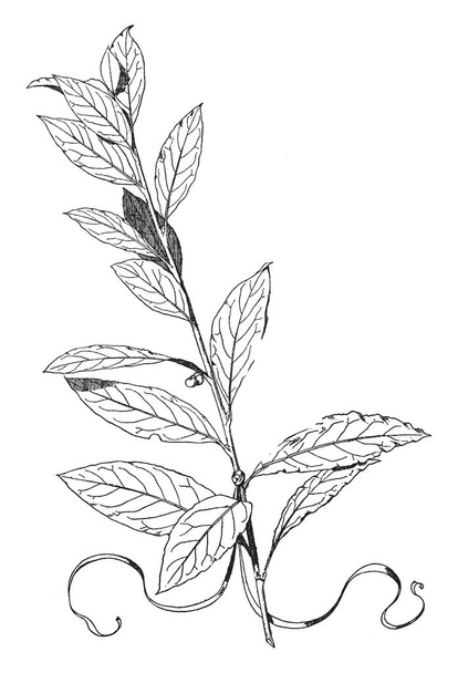 Lorbeer-Ornament ist ein immergrünes, seine Blüten ein gelblich weißes, Vintage-Linienzeichnung oder Gravur-Illustration. - Vektor, Bild