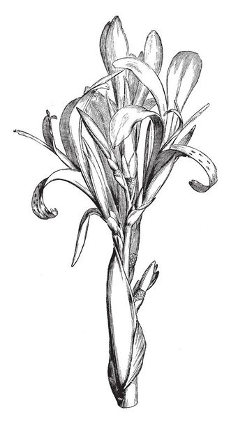 canna speciosa ist eine Art aus der Canna-Klasse, hat einen Platz bei der Familie Cannaceae, einem Einheimischen aus Südamerika. Es ist eine fortwährende Entwicklung zu 2m, Vintage-Linienzeichnung oder Gravierillustration. - Vektor, Bild
