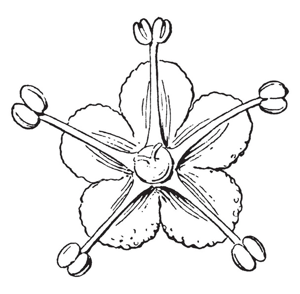 Tento obrázek ukazuje horní části Pigweed květ její roční zaplevelený rostlina z rodu Chenopodium běžně známé jako jehněčí čtvrtiny, melde, merlík a tuku slepice z Laskavcovité rodiny, vintage kreslení čar nebo gravírování obrázku. - Vektor, obrázek