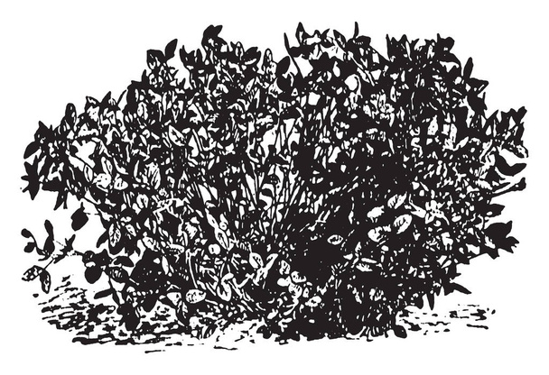 Een afbeelding weergeven een rode klaver plant die niet behalve van het zaad, vintage lijntekening reproduceren doet of gravure van illustratie. - Vector, afbeelding