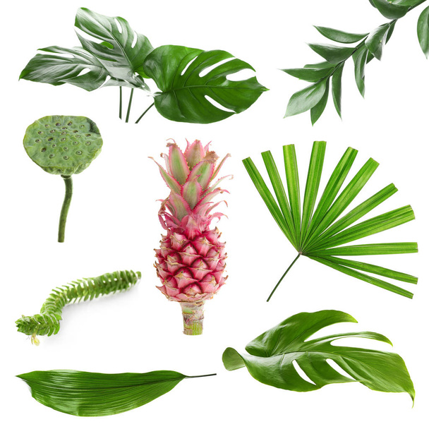白い背景の異なる熱帯植物 - 写真・画像