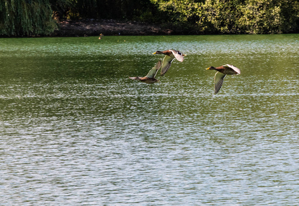 Three Mallard ducks in flight over a lake in Bray - Photo, Image