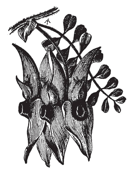 Flowering twig of Clianthus Dampieri, it is a genus of flowering plants in the legume family Fabaceae, vintage line drawing or engraving illustration. - Vector, Image