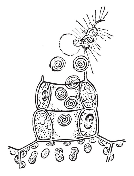 Tento obrázek ukazuje antheridia kapradí. Antheridia je kontrolním orgánem výtrusnice samčí gamety, vintage kreslení čar nebo gravírování obrázku. - Vektor, obrázek